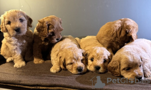 Foto №2 zu Ankündigung № 132765 zu verkaufen maltipu - einkaufen Deutschland quotient 	ankündigung