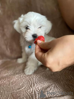 Foto №1. malteser - zum Verkauf in der Stadt Bar | 380€ | Ankündigung № 158901