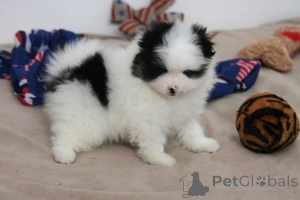 Foto №1. pommersche spitz - zum Verkauf in der Stadt Bern | 500€ | Ankündigung № 155207