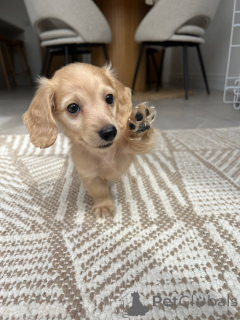 Foto №2 zu Ankündigung № 139150 zu verkaufen dackel - einkaufen Deutschland züchter