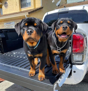 Foto №3. Die Rottweiler-Welpen sind über Business WhatsApp 37256062792 erreichbar. Belgien