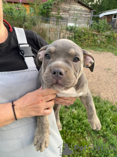 Foto №3. American Bully Welpen zu verkaufen. Russische Föderation