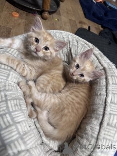 Foto №2 zu Ankündigung № 148698 zu verkaufen maine-coon-katze - einkaufen USA 