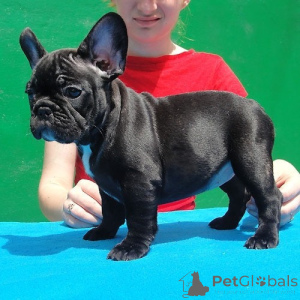 Foto №1. französische bulldogge - zum Verkauf in der Stadt Berlin | verhandelt | Ankündigung № 178099