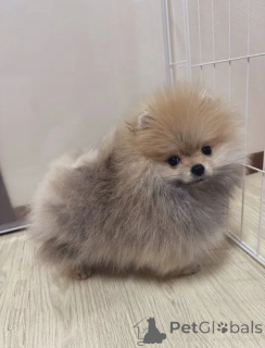 Foto №2 zu Ankündigung № 162797 zu verkaufen  - einkaufen Belgien quotient 	ankündigung