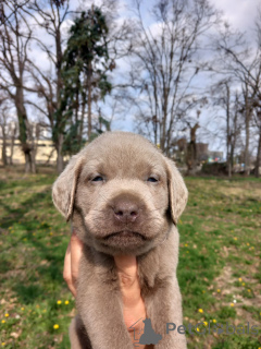 Foto №4. Ich werde verkaufen labradoodle in der Stadt Belgrad.  - preis - verhandelt