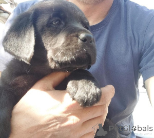 Foto №4. Ich werde verkaufen labrador retriever in der Stadt Belgrad. züchter - preis - verhandelt