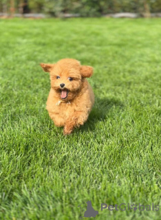 Foto №3. Entzückende 11 -wöchige weibliche Spielzeugpudel für ein liebevolles Zuhause. Großbritannien