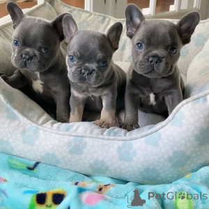 Foto №2 zu Ankündigung № 170450 zu verkaufen französische bulldogge - einkaufen Deutschland 