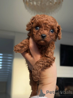 Foto №1. mischlingshund - zum Verkauf in der Stadt Berlin | verhandelt | Ankündigung № 159230