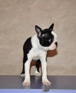 Zusätzliche Fotos: Boston Terrier Welpen zu verkaufen