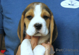 Foto №4. Ich werde verkaufen beagle in der Stadt Bonn. quotient 	ankündigung - preis - 376€