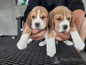 Foto №2 zu Ankündigung № 100259 zu verkaufen beagle - einkaufen Polen quotient 	ankündigung, vom kindergarten, aus dem tierheim, züchter