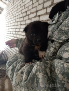 Foto №1. mischlingshund - zum Verkauf in der Stadt Minsk | Frei | Ankündigung № 164453