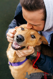 Foto №3. Lyon ist ein wahrer Freund und ein leuchtender Leitstern!. Russische Föderation