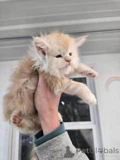 Foto №3. Entzückendes Mainecoon-Kätzchen. Deutschland