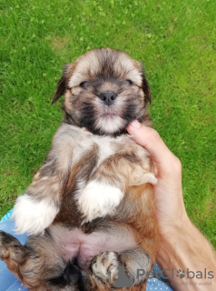 Foto №4. Ich werde verkaufen shih tzu in der Stadt Daugavpils. quotient 	ankündigung, vom kindergarten, züchter - preis - 450€