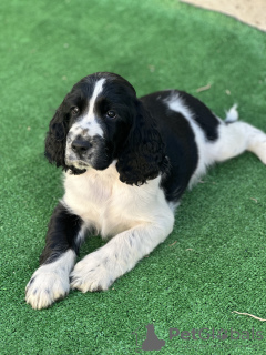 Foto №1. english springer spaniel - zum Verkauf in der Stadt Plovdiv | 1500€ | Ankündigung № 121742