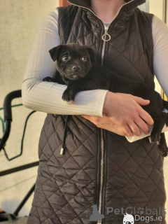 Foto №2 zu Ankündigung № 172904 zu verkaufen staffordshire bull terrier - einkaufen Niederlande quotient 	ankündigung