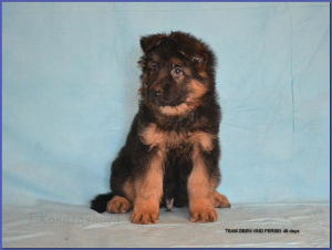 Foto №2 zu Ankündigung № 6128 zu verkaufen deutscher schäferhund - einkaufen Russische Föderation vom kindergarten