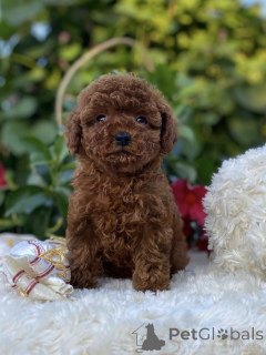 Foto №1. pudel (toy) - zum Verkauf in der Stadt Berlin | verhandelt | Ankündigung № 155842