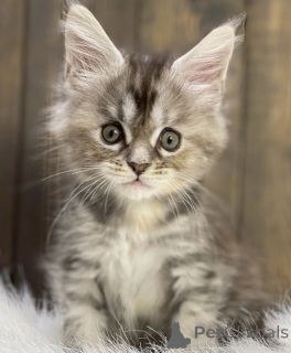 Foto №2 zu Ankündigung № 161713 zu verkaufen maine-coon-katze - einkaufen USA züchter