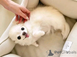 Foto №2 zu Ankündigung № 138051 zu verkaufen chihuahua - einkaufen Spanien züchter