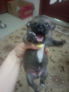 Foto №4. Ich werde verkaufen chihuahua in der Stadt Lipezk. züchter - preis - 75€