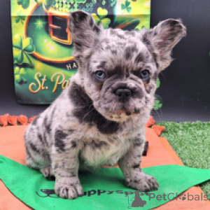 Foto №2 zu Ankündigung № 166023 zu verkaufen französische bulldogge - einkaufen Deutschland quotient 	ankündigung