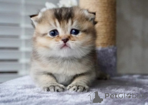 Foto №4. Ich werde verkaufen munchkin in der Stadt München. züchter - preis - verhandelt