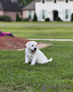 Foto №2 zu Ankündigung № 142058 zu verkaufen  - einkaufen Großbritannien aus dem tierheim