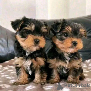 Foto №2 zu Ankündigung № 72008 zu verkaufen yorkshire terrier - einkaufen Finnland quotient 	ankündigung, züchter