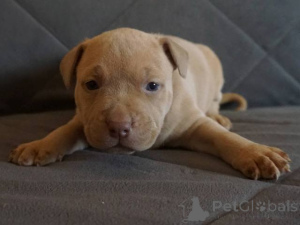 Foto №2 zu Ankündigung № 134754 zu verkaufen bullterrier - einkaufen Serbien 