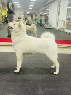 Foto №3. Hokkaido-Welpen. Russische Föderation