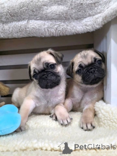 Foto №1. mops - zum Verkauf in der Stadt Košice | verhandelt | Ankündigung № 158373