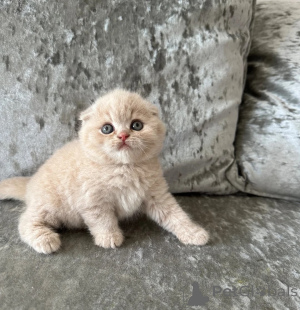 Foto №1. schottische faltohrkatze - zum Verkauf in der Stadt Aarbergen | 350€ | Ankündigung № 174780