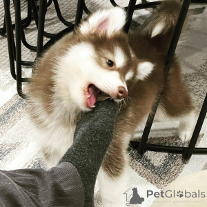 Foto №4. Ich werde verkaufen siberian husky in der Stadt Alès. quotient 	ankündigung - preis - verhandelt