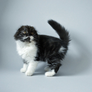 Foto №3. Scottish Longhair Fold Kitty. Ukraine