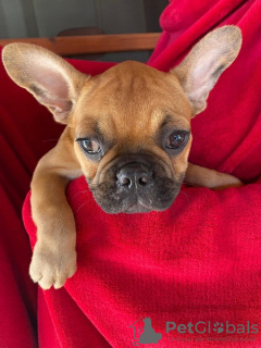 Foto №4. Ich werde verkaufen französische bulldogge in der Stadt Zrenjanin.  - preis - verhandelt