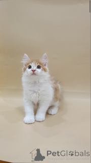 Foto №2 zu Ankündigung № 145999 zu verkaufen kurilen bobtail - einkaufen Deutschland quotient 	ankündigung, vom kindergarten, züchter