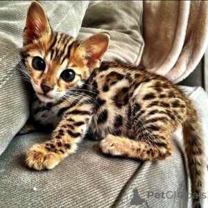 Foto №2 zu Ankündigung № 177467 zu verkaufen bengal katzenrasse - einkaufen Albanien quotient 	ankündigung, züchter