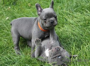 Foto №1. französische bulldogge - zum Verkauf in der Stadt Barrie | verhandelt | Ankündigung № 89034