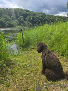 Foto №1. labradoodle - zum Verkauf in der Stadt Arizona | 531€ | Ankündigung № 144856