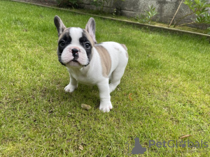 Foto №2 zu Ankündigung № 78094 zu verkaufen französische bulldogge - einkaufen USA quotient 	ankündigung