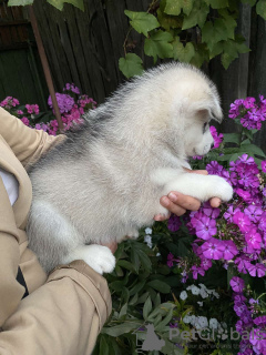 Foto №4. Ich werde verkaufen siberian husky in der Stadt Gomel. quotient 	ankündigung - preis - verhandelt