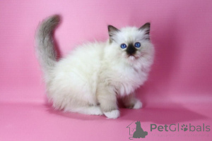Foto №2 zu Ankündigung № 139633 zu verkaufen ragdoll-katze - einkaufen Luxemburg züchter
