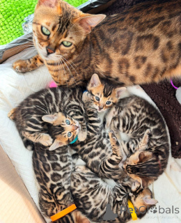 Foto №1. abessinierkatze - zum Verkauf in der Stadt Франкфурт-на-Майне | 310€ | Ankündigung № 143461