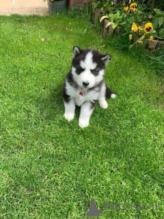 Foto №1. siberian husky - zum Verkauf in der Stadt St. Julian | verhandelt | Ankündigung № 173478