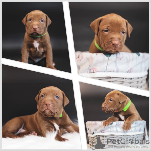 Foto №2 zu Ankündigung № 103501 zu verkaufen american pit bull terrier - einkaufen Russische Föderation quotient 	ankündigung