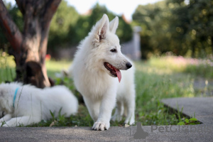 Zusätzliche Fotos: Weiße Schweizer Schäferhundwelpen zu verkaufen